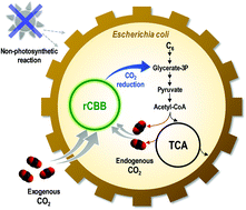 Graphical abstract: Non-photosynthetic CO2 bio-mitigation by Escherichia coli harbouring CBB genes