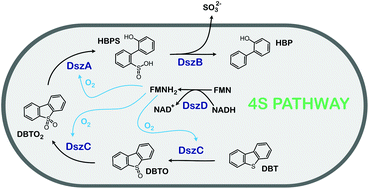 Graphical abstract: The bacterial 4S pathway – an economical alternative for crude oil desulphurization that reduces CO2 emissions