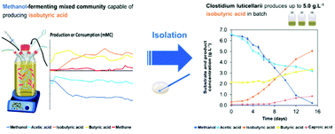 Graphical abstract: Production of isobutyric acid from methanol by Clostridium luticellarii