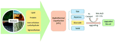 Graphical abstract: Chemical reactions in the hydrothermal liquefaction of biomass and in the catalytic hydrogenation upgrading of biocrude