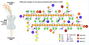 Graphical abstract: Tuning the molar mass and substitution pattern of complex xylans from corn fibre using subcritical water extraction