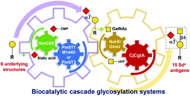 Graphical abstract: Highly efficient biocatalytic cascade for the diversity-oriented synthesis of complex blood group Sda antigens