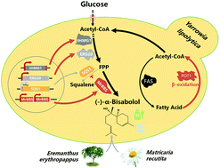 Graphical abstract: Engineering Yarrowia lipolytica for sustainable production of the chamomile sesquiterpene (−)-α-bisabolol