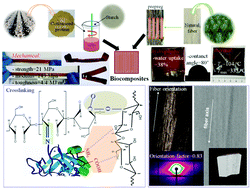 Graphical abstract: On the improvement of properties of bioplastic composites derived from wasted cottonseed protein by rational cross-linking and natural fiber reinforcement