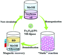 Graphical abstract: An efficient and recyclable Pickering magnetic interface biocatalyst: application in biodiesel production