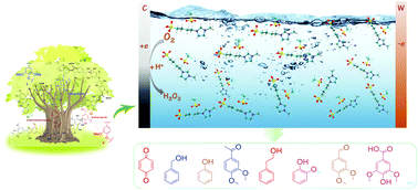 Graphical abstract: Insights into the electrochemical degradation of phenolic lignin model compounds in a protic ionic liquid–water system