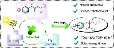 Graphical abstract: Nature inspired singlet oxygen generation to access α-amino carbonyl compounds via 1,2-acyl migration