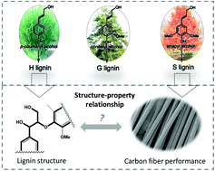 Graphical abstract: Enhancing the multi-functional properties of renewable lignin carbon fibers via defining the structure–property relationship using different biomass feedstocks