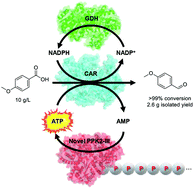 Graphical abstract: ATP regeneration by a single polyphosphate kinase powers multigram-scale aldehyde synthesis in vitro