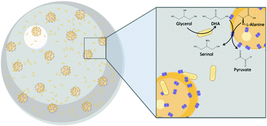 Graphical abstract: One-pot biotransformation of glycerol into serinol catalysed by biocatalytic composites made of whole cells and immobilised enzymes