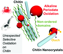 Graphical abstract: Unexpected selective alkaline periodate oxidation of chitin for the isolation of chitin nanocrystals