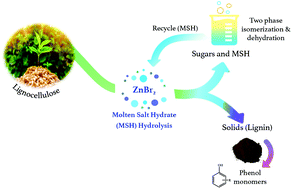 Graphical abstract: One-step lignocellulose depolymerization and saccharification to high sugar yield and less condensed isolated lignin