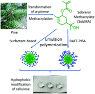 Graphical abstract: Modification of cellulose through physisorption of cationic bio-based nanolatexes – comparing emulsion polymerization and RAFT-mediated polymerization-induced self-assembly