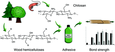 Graphical abstract: A fully bio-based wood adhesive valorising hemicellulose-rich sidestreams from the pulp industry