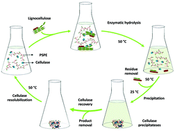 Graphical abstract: The synthesis of a UCST-type zwitterionic polymer for the efficient recycling of cellulase at room temperature