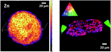 Graphical abstract: Proof-of-concept for 2D/CT element analysis of entire cryofrozen islets of Langerhans using a cryoloop synchrotron X-ray fluorescence setup