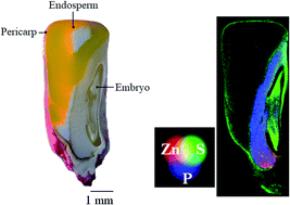 Graphical abstract: A first glance at the micro-ZnO coating of maize (Zea mays L.) seeds: a study of the elemental spatial distribution and Zn speciation analysis