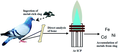 Graphical abstract: Developing a method for the determination of sulphur and other elements in avian bone and slag using ETV-ICPOES