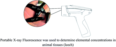 Graphical abstract: Elemental assessment of dried and ground samples of leeches via portable X-ray fluorescence