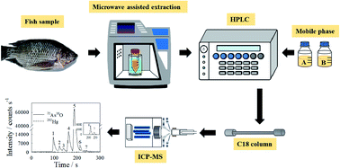 Graphical abstract: Simultaneous speciation of arsenic and mercury in fish by high-performance liquid chromatography inductively coupled plasma mass spectrometry