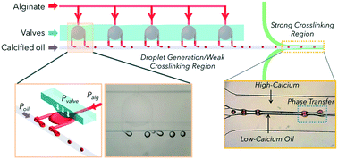 Graphical abstract: Microfluidic-prepared, monodisperse, X-ray-visible, embolic microspheres for non-oncological embolization applications