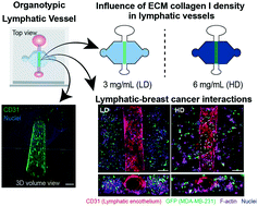 Graphical abstract: Matrix density drives 3D organotypic lymphatic vessel activation in a microfluidic model of the breast tumor microenvironment