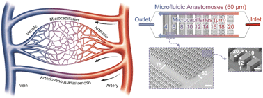 Graphical abstract: Microfluidic assessment of red blood cell mediated microvascular occlusion