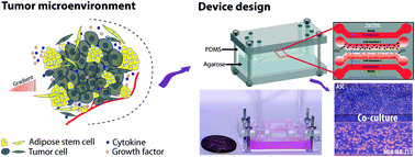 Graphical abstract: Evaluation of intercellular communication between breast cancer cells and adipose-derived stem cells via passive diffusion in a two-layer microfluidic device