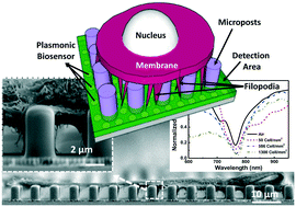 Graphical abstract: 3D nanoplasmonic biosensor for detection of filopodia in cells