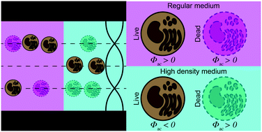 Graphical abstract: Acoustic separation of living and dead cells using high density medium