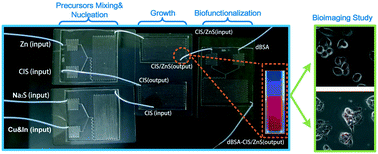 Graphical abstract: Microfluidic chip enabled one-step synthesis of biofunctionalized CuInS2/ZnS quantum dots