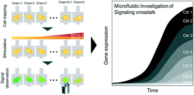 Graphical abstract: Quantitative analysis of yeast MAPK signaling networks and crosstalk using a microfluidic device
