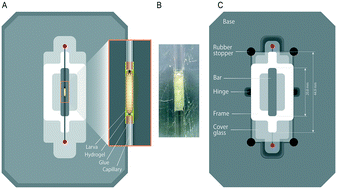 Graphical abstract: A minimal constraint device for imaging nuclei in live Drosophila contractile larval muscles reveals novel nuclear mechanical dynamics