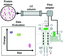 Graphical abstract: Multidimensional protein characterisation using microfluidic post-column analysis