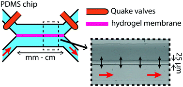 Graphical abstract: Microfluidic dialysis using photo-patterned hydrogel membranes in PDMS chips