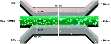 Graphical abstract: Isolation of extracellular vesicles from small volumes of plasma using a microfluidic aqueous two-phase system