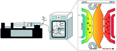 Graphical abstract: Quantitative design strategies for fine control of oxygen in microfluidic systems