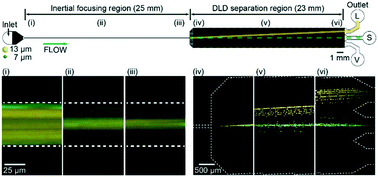 Graphical abstract: Particle/cell separation using sheath-free deterministic lateral displacement arrays with inertially focused single straight input