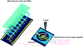 Graphical abstract: Compact 256-channel multi-well microelectrode array system for in vitro neuropharmacology test