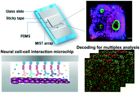 Graphical abstract: Multiplexed analysis of neural cytokine signaling by a novel neural cell–cell interaction microchip