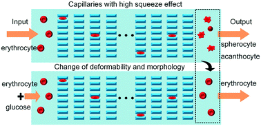 Graphical abstract: Role of glucose in the repair of cell membrane damage during squeeze distortion of erythrocytes in microfluidic capillaries