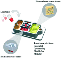 Graphical abstract: Integrated human organ-on-a-chip model for predictive studies of anti-tumor drug efficacy and cardiac safety