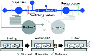 Graphical abstract: Reciprocating flow-assisted nucleic acid purification using a finger-actuated microfluidic device