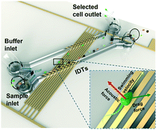 Graphical abstract: High DNA integrity sperm selection using surface acoustic waves