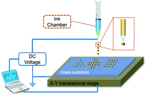 Graphical abstract: Dynamically directing cell organization via micro-hump structure patterned cell-adhered interfaces