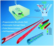 Graphical abstract: Polymorphic calcium alginate microfibers assembled using a programmable microfluidic field for cell regulation