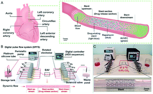 Graphical abstract: Development of elastic artificial vessels with a digital pulse flow system to investigate the risk of restenosis and vasospasm