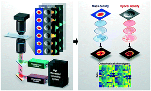 Graphical abstract: Deep-learning-assisted biophysical imaging cytometry at massive throughput delineates cell population heterogeneity