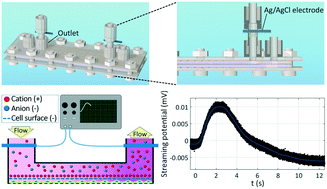 Graphical abstract: A chip device to determine surface charge properties of confluent cell monolayers by measuring streaming potential