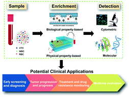 Graphical abstract: Recent advances in microfluidic technologies for circulating tumor cells: enrichment, single-cell analysis, and liquid biopsy for clinical applications
